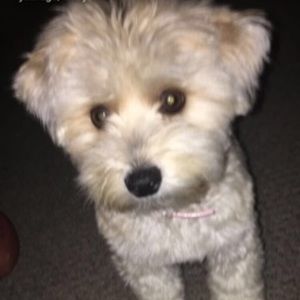 Meet your Posher, Stella